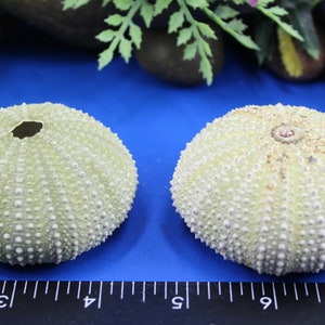 May include: Two pale green sea urchin shells with textured surfaces and small, evenly spaced bumps. One shell has a central hole. The shells are on a blue surface, with greenery and rocks in the background. The shells are a natural, decorative item.