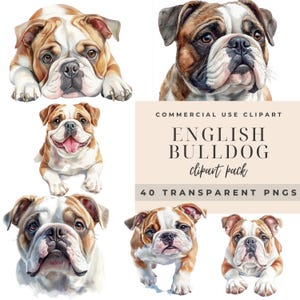 English Bulldog Clipart Pack, 40 Transparent PNGs, Watercolor Bulldog Images, Digital Art, Bulldog Graphics, , Commercial Use Clipart,