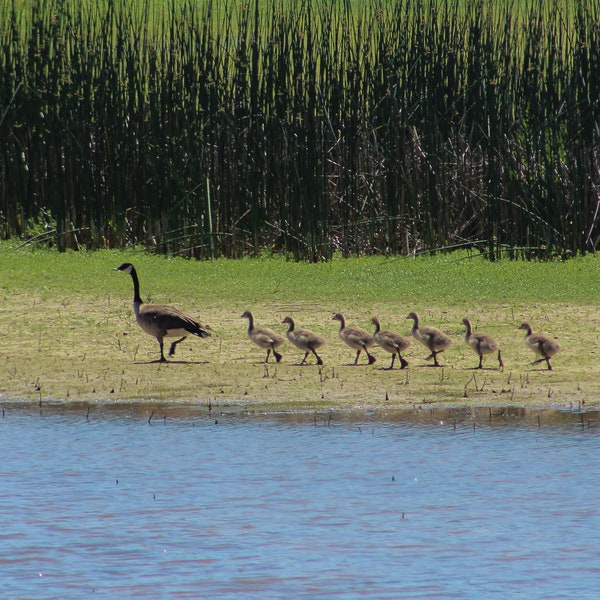 Instant download - Goose family all lined up