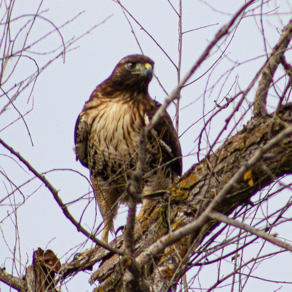 Instant download - Redtail hawk