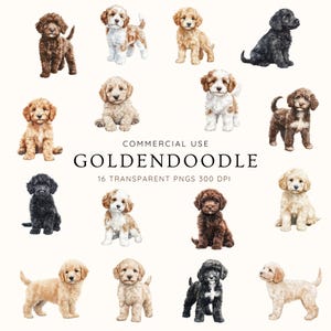 Goldendoodle Aquarell Clipart, niedlicher Hund PNG Set, realistische Goldendoodle Sublimation, Doodle Hund digitaler Download, Haustier Clip Art Bundle