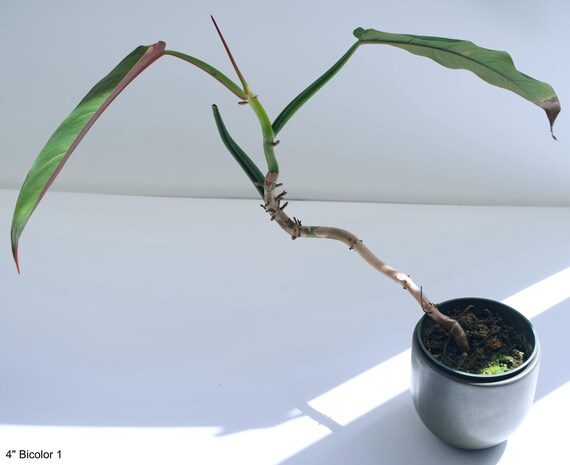 heartleaf philodendron hanging 6