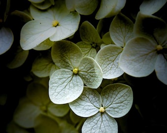 Green Hydrangea Flower Print: Macro Garden Photography