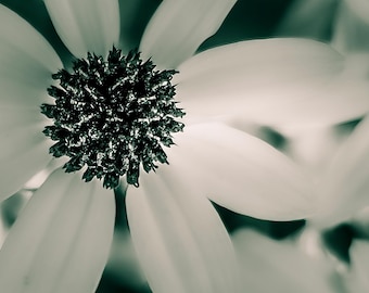 Black and White Daisy Photography: Soft Floral Wall Art
