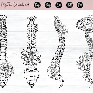Floral colonne vertébrale anatomie SVG, Svg de la colonne vertébrale humaine, colonne vertébrale humaine Svg, moelle épinière Svg, Svg d'os de fleurs, anatomie Png, clipart squelette, fichier pour Cricut