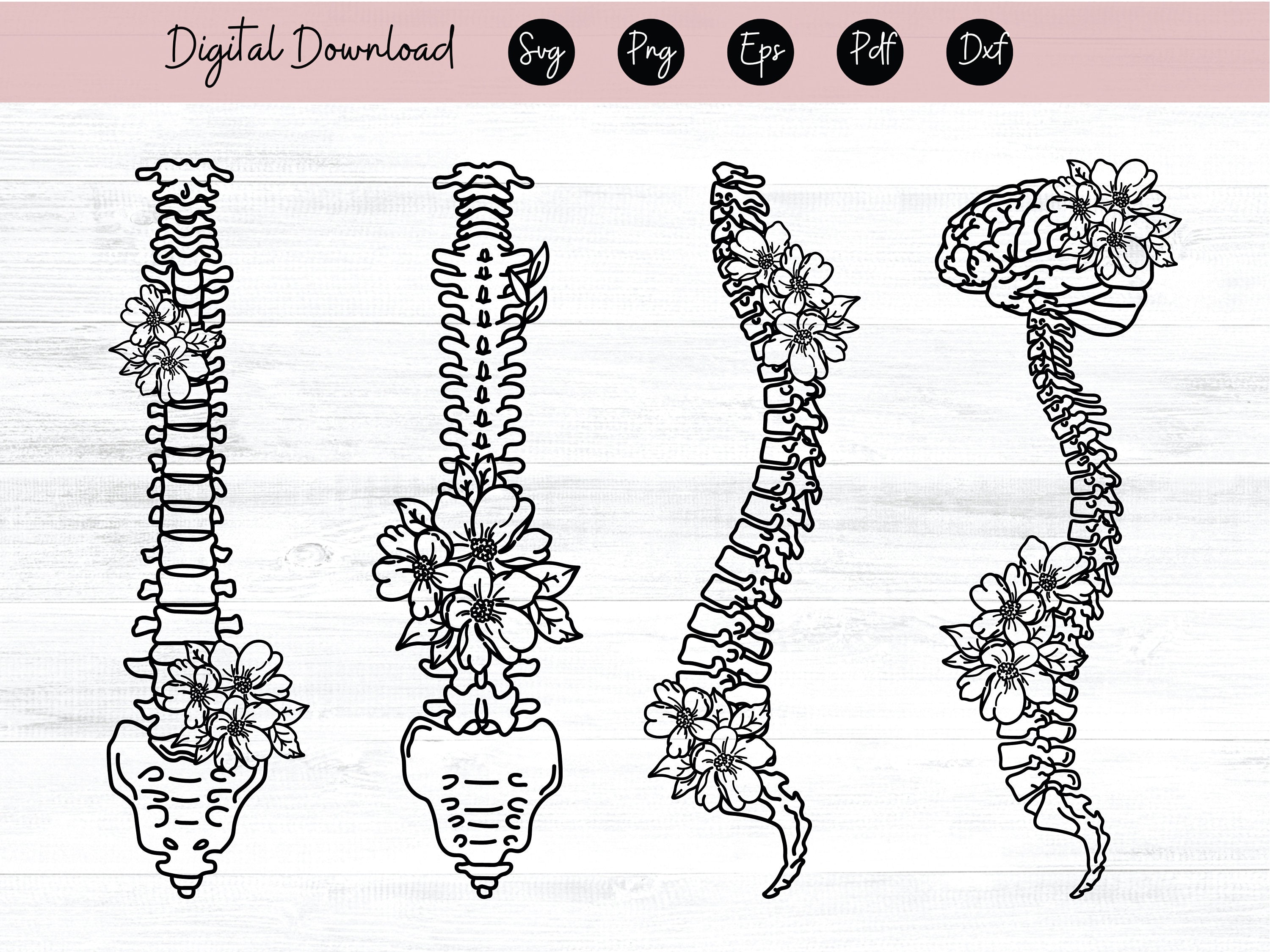 Floral Spine Anatomy SVG, Spine Svg, Human spine Svg, Spinal Cord Svg, Flower Bones Svg, Anatomy Png, Skeleton clipart, File for Cricut