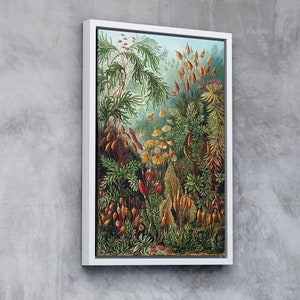 Ernst Haeckel Kunstformen in der Natur, Vintage Poster, Muscinae Pilz Wald Leinwand Wandkunst