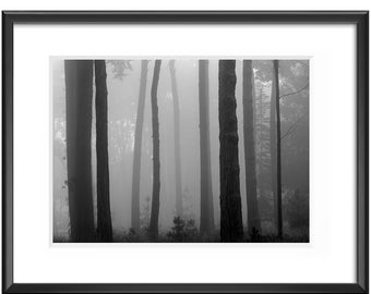 Fine Art Original Print | Wall Decor | Photograph | "Presidio Forest in Fog, San Francisco, California"