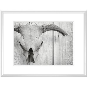 May include: A black and white photograph of a cow skull hanging on a weathered wooden wall.
