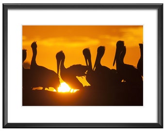 Fine Art Original Print | Wall Decor | Photograph | "Brown Pelicans at sunset, Moss Landing, CA"