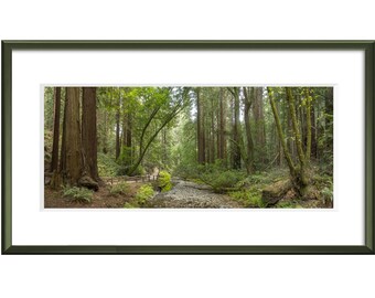 Fine Art Original Print | Wall Decor | Photograph | "Redwood grove and Redwood Creek, Muir Woods National Monument, California"