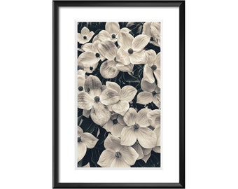 Fine Art Original Print | Wall Decor | Photograph | "Dogwoods, Lafayette Moraga Regional Trail, CA"