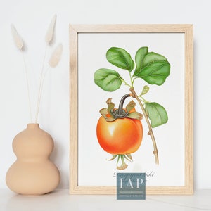Persimmon Fruit Wall Art | Digital Print Download |  Persimmon Print Illustration | Botanical Illustration | Modern Home Decor | Wall Art
