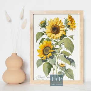 Sunflower Botanical Wall Art | Digital Print Download |  Sunflower Floral Print Illustration | Botanical Illustration | Modern Home Decor