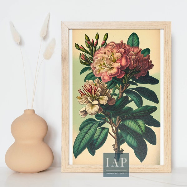 Rhododendron Botanical Wall Art | Digital Print Download |  Rhododendron Print Illustration | Botanical Illustration | Modern Home Decor