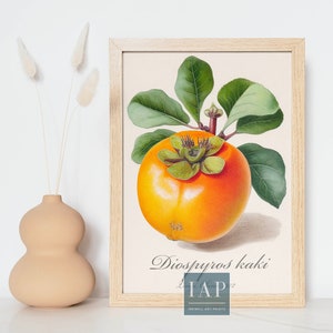 Persimmon Fruit Wall Art | Digital Print Download | Persimmon Print Illustration | Botanical Print Wall Art | Art for Kitchen | Wall Art