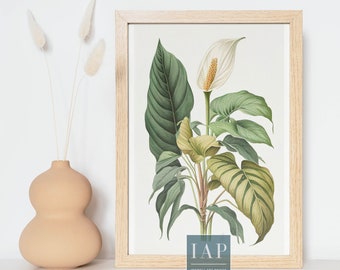 Peace Lily Botanical Wall Art| Digital Print Download |  Peace Lily Plant Print Illustration | Botanical Illustration | Modern Home Decor |