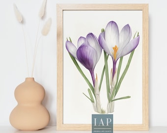 Może przedstawiać: Ilustracja botaniczna w ramie przedstawiająca trzy fioletowo-białe krokusy z zielonymi liśćmi. Druk nosi tytuł "IAP Inkwell Art Prints".