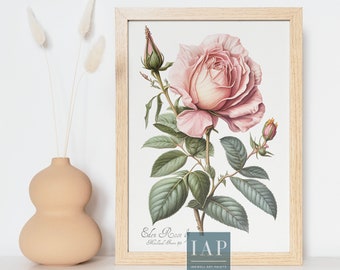 Eden Rose Botanical Wall Art | Digital Print Download | Rose Floral Print Illustration | Botanical Illustration | Living Room Decor | Prints