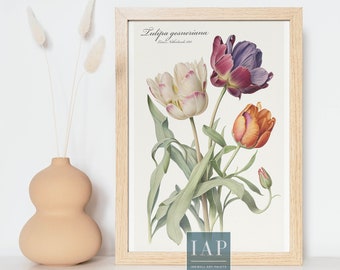 Tulip Botanical Wall Art | Digital Print Download |  Tulip Print Illustration | Botanical Illustration | Modern Home Decor | Tulip Art Print