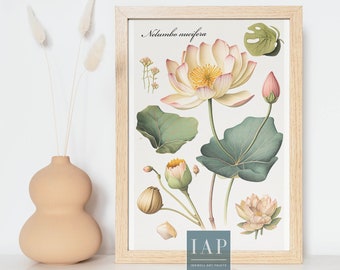 May include: A botanical illustration of a lotus flower, Nelumbo nucifera, with its leaves and buds. The illustration is in a light brown frame with the text "IAP Inkwell Art Prints" at the bottom.