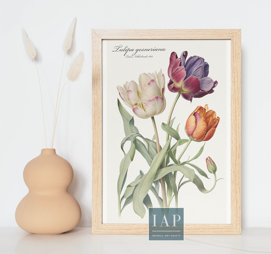 Tulip Botanical Wall Art | Digital Print Download | Tulip Print ...