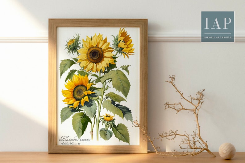 Sunflower Botanical Wall Art Digital Print Download Sunflower sunflower-botanical-wall-art-digital-print-download-sunflower
