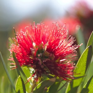 Puede incluir: Primer plano de una vibrante flor de limpiatubos roja con numerosos estambres, rodeada de hojas verdes. El color brillante de la flor contrasta con el fondo suave y borroso, resaltando sus intrincados detalles. La imagen captura la belleza natural de la planta.