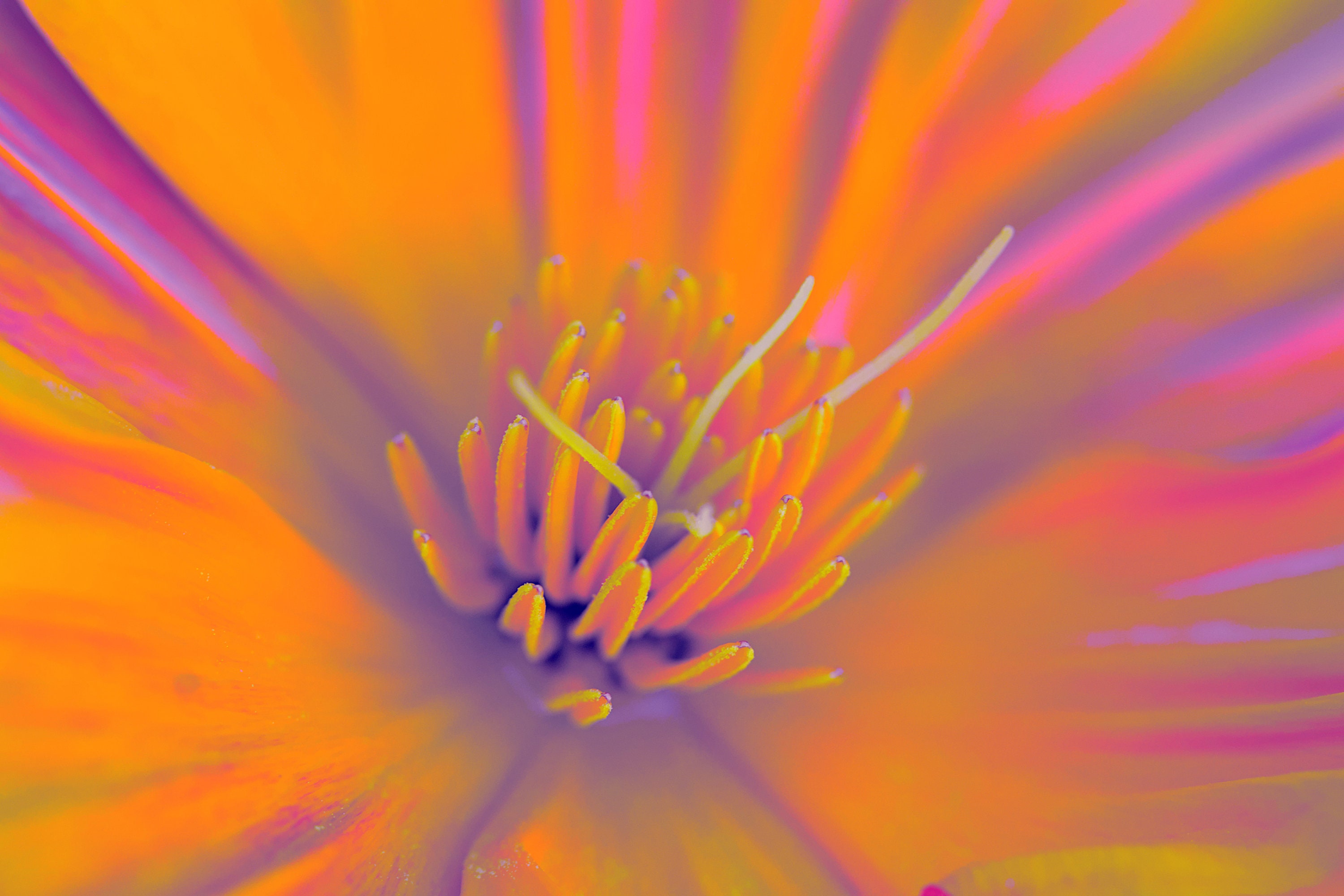 Colorful Californian Poppy, Instant Digital Download, Photo, Floral Art ...