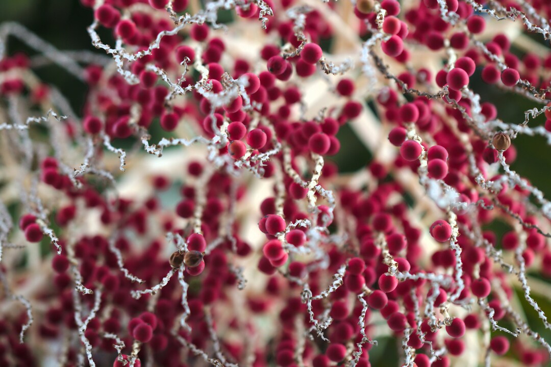 Christmas Palm Berries, Instant Digital Download, Photo, Floral Art