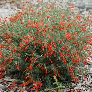 California Fuchsia Seeds (50), Epilobium canum, Hummingbird trumpet, Flower, Wildflower, Native, Willowherb, Zauschneria californica