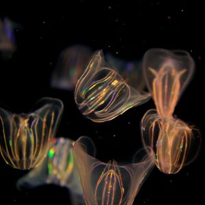 May include: A cluster of translucent, bioluminescent comb jellies against a black background. The comb jellies have a ribbed structure and iridescent bands, with a soft, glowing appearance. The image captures the ethereal beauty of marine life.