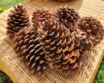 Large Pine Cones (Set of 6) – Fall Crafts & Rustic Wedding Decor