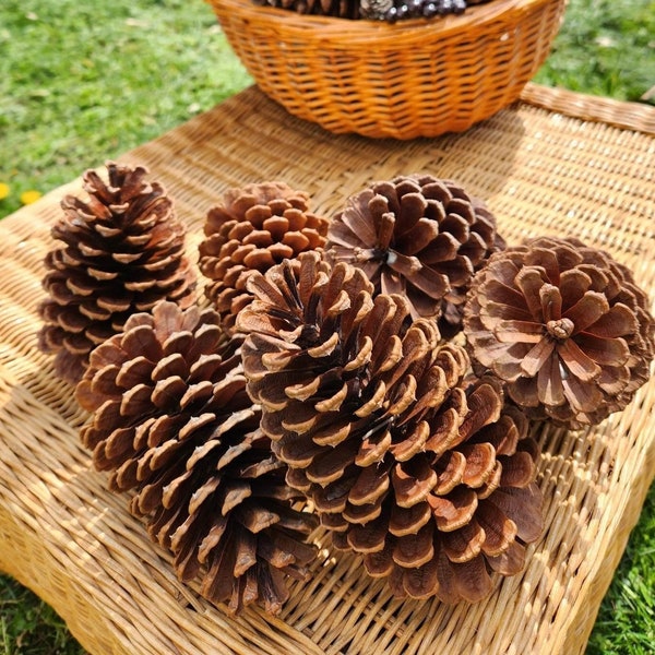 Perfect large pine cones, box of 6