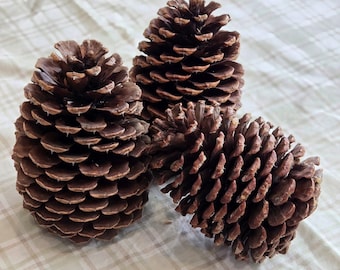 Set of 3 Large Natural Pine Cones – Extra Thick (8” Long × 6” Wide) | Cleaned & Heat-Treated | Seasonal Decor