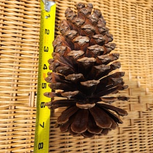 May include: A large, brown pine cone, approximately 8 inches long, is measured with a yellow tape measure. The pine cone is on a woven wicker surface, showcasing its natural texture and size.