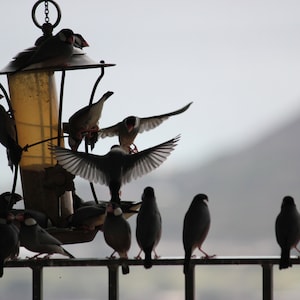 May include: A group of small birds gather around a bird feeder, with some perched on a railing. The feeder is a metal lantern with a clear glass container filled with birdseed. The birds are mostly brown and gray, with some having white markings. The background is a blurry gray sky.