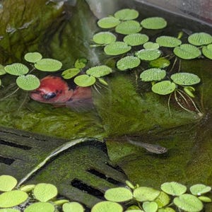May include: A red and white betta fish swimming in a clear tank with green water plants. The fish is hiding under a large green leaf.