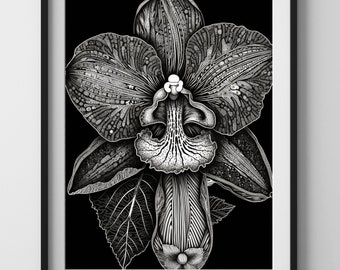 Orchideen Print | Vintage botanische Wandkunst | Modernes minimalistisches Dekor | Ideales Geschenk | Sofortdownload | Digitales Poster |13042023