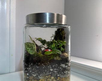 Glass terrarium with live plants/moss