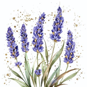 20 Lavendel Clipart, hochwertige PNG, Lavendel Illustration Aquarell Clipart, digitaler Download, hohe Auflösung, Lavendel Geschenk