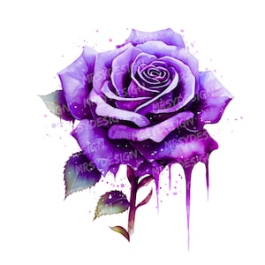 22 dunkel lila Rose Aquarell Blume Clipart, Gothic Blumenkunst, lila Rose Illustration, digitaler Download, Floral PNG, romantische dunkle Blume