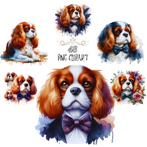 Clipart Cavalier King Charles Spaniel, aquarelle chien Clipart, 48 Bundle Set, Cavalier King Charles Spaniel PNG, carte, PNG haute qualité