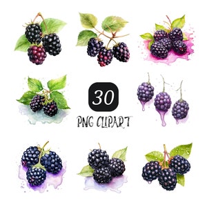 Blackberry Watercolor Clipart, High Quality PNG, Botanical Illustration, Digital Download, Fruit Clipart, Commercial Use