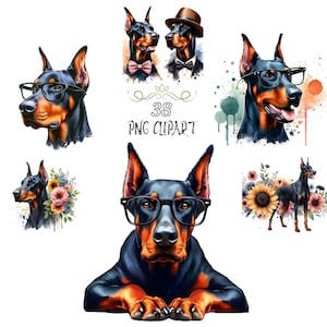 Dobermann-pinscher clipart, hond clipart, 38 bundelset, aquarel dobermann clipart, dobermann pinscher png, kaarten maken, hoge kwaliteit png