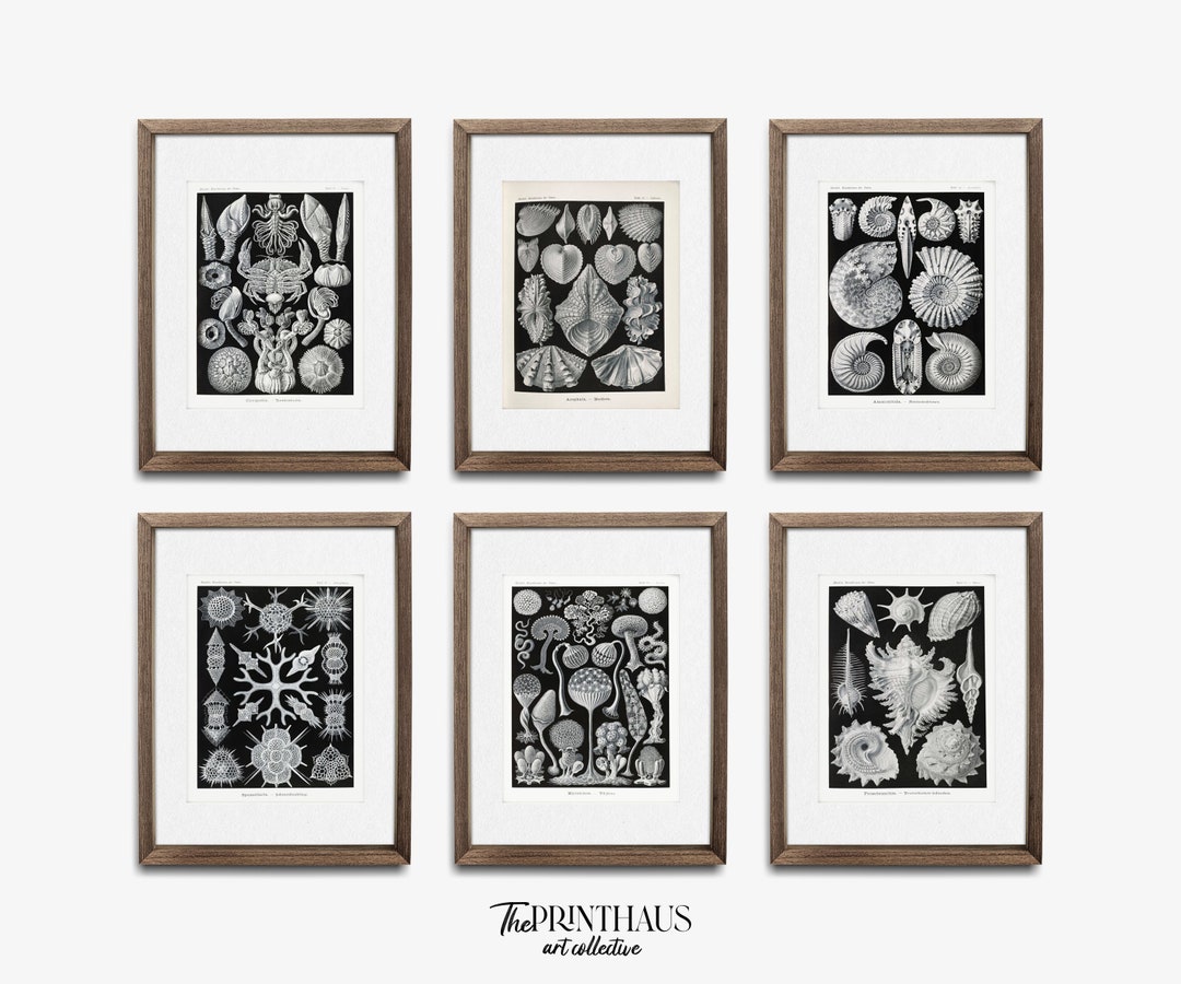 Vintage Marine Life Printable Art Collection Sea Creatures Illustration ...