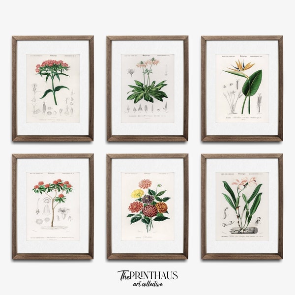 Vintage Botanical Floral Illustrations Printable Art Set | Sweet William, Bird of Paradise, Rhododendron, Lelia Cattleioides, Dahlia,