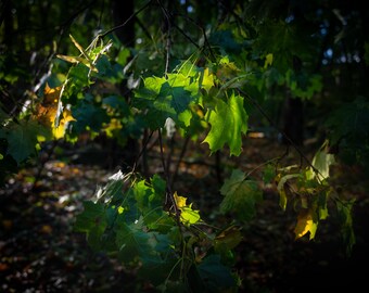 Efterår i skoven - autumn in the woods