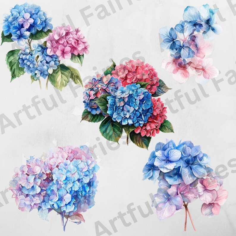 Watercolor Blue Pink Hydrangea Clipart Hydrangea Print Flowers PNG Junk ...