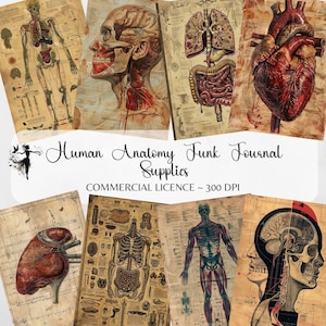以下が含まれることがあります： 人間の骨格、心臓、肺、脳、消化器系など、人体を解剖学的に描いたヴィンテージスタイルのイラスト。画像は茶色、赤、白のトーンで、使い古された、古びた外観をしています。画像の下部には「Human Anatomy Funk Journal Supplies Commercial Licence - 300 DPI」というテキストがあります。